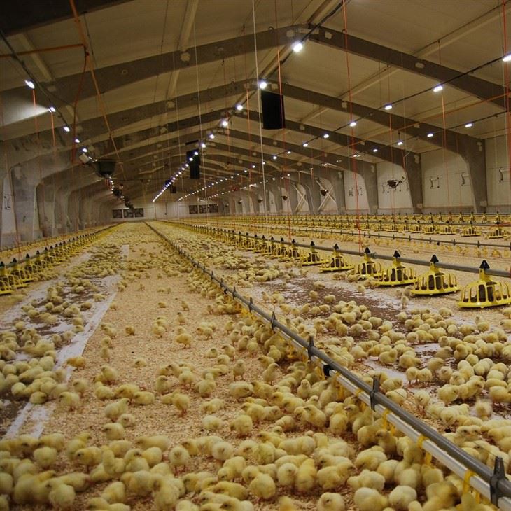 Modern Poultry Farm